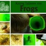 Raising Tadpoles into Fine Young Frogs