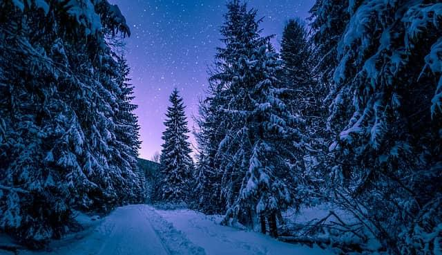 A picture containing tree, snow, outdoor, conifer

Description automatically generated