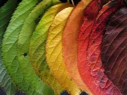 How to Preserve Leaves: 3 Methods | HST ...