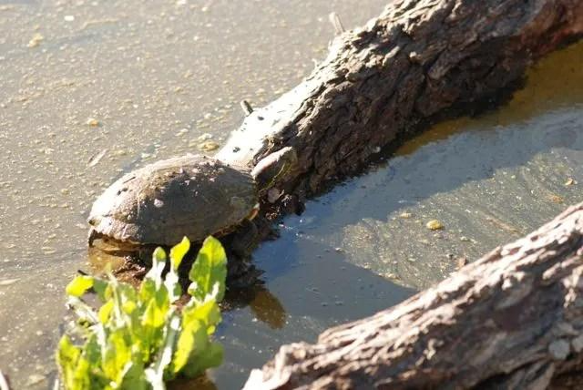 turtle-at-gilbert-riparian