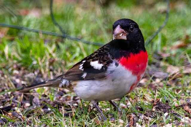 A Rose-breasted Grosbeak feeding on seeds on the ground.