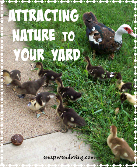 Attracting Nature to Your Yard - These tips will have your yard looking like a nature preserve in no time!