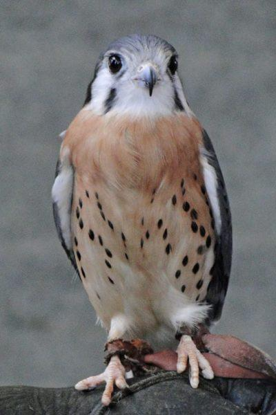 kestrel in wild center in adirondacks