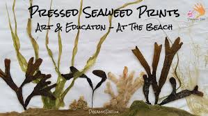 Beach Art - Pressed Seaweed Prints ...