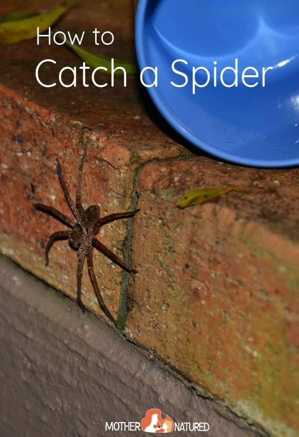 How to catch a spider