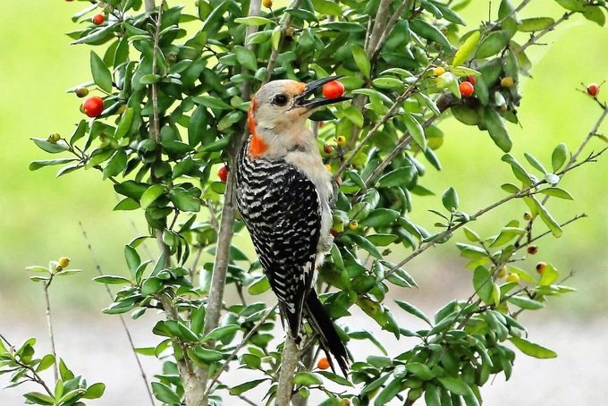 red-bellied woodpecker