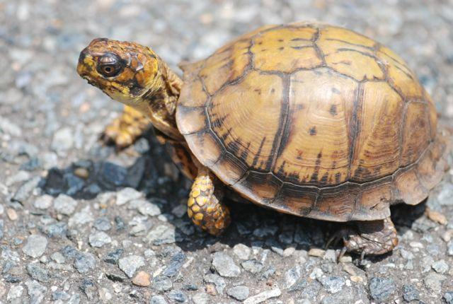 turtle-in-the-road-DC