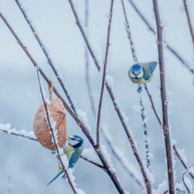 Are you ready for the Big Garden Birdwatch?