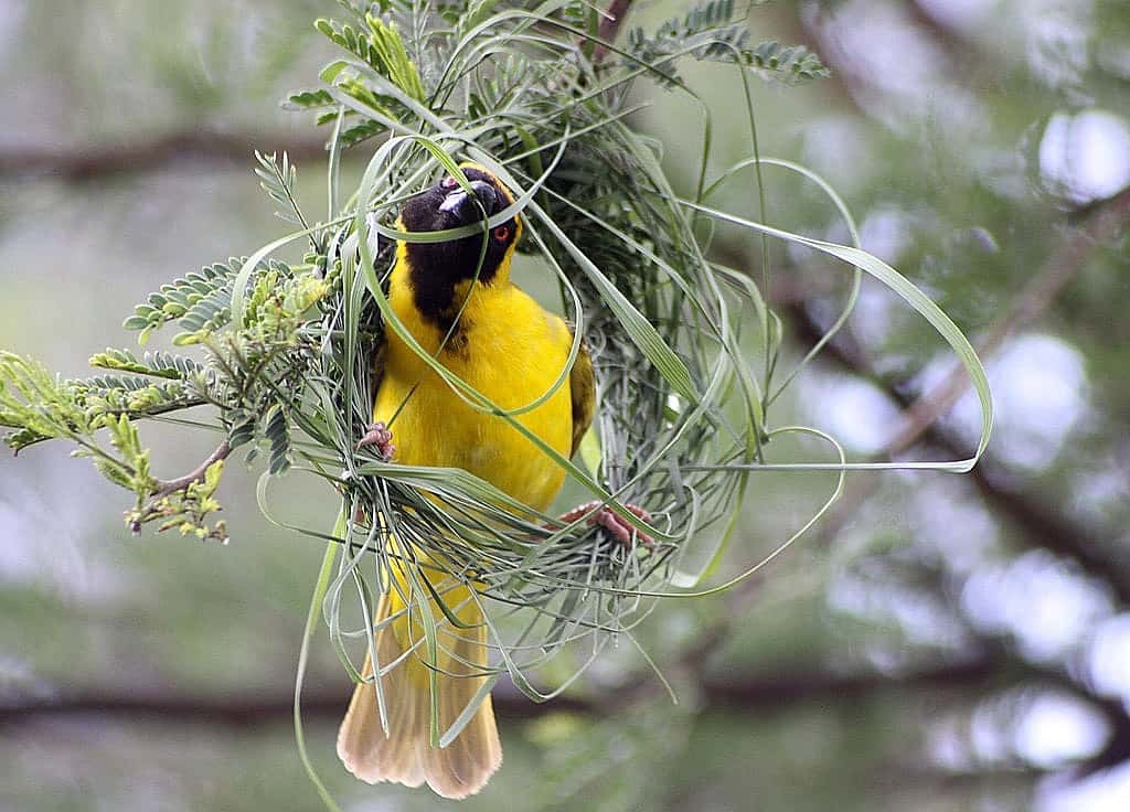 The photo demonstrates a the topic of bird nest styles through showing a bird constructing a woven nest. 

