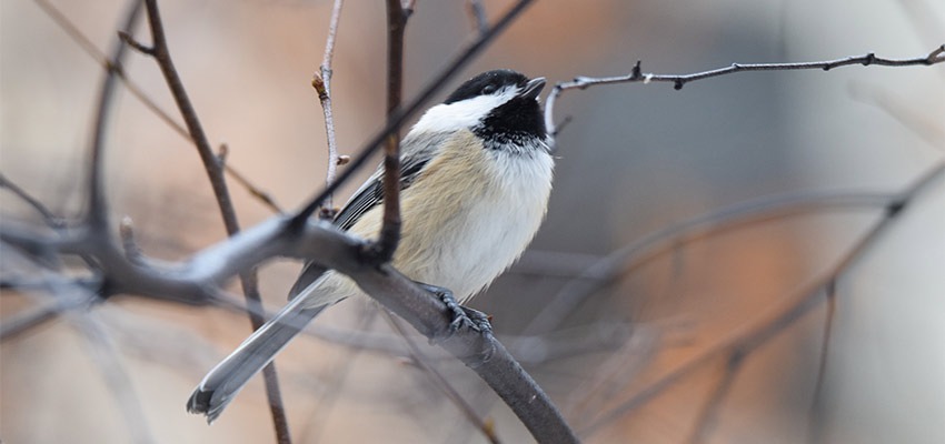 chickadee on a branch