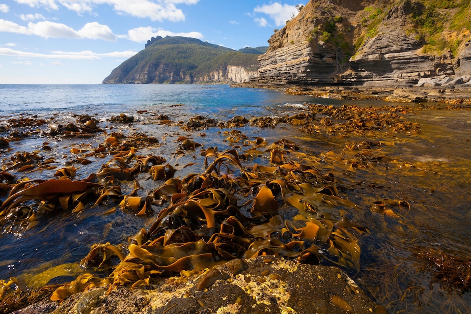 seaweed washed ashore, beachside mountain range in the distance