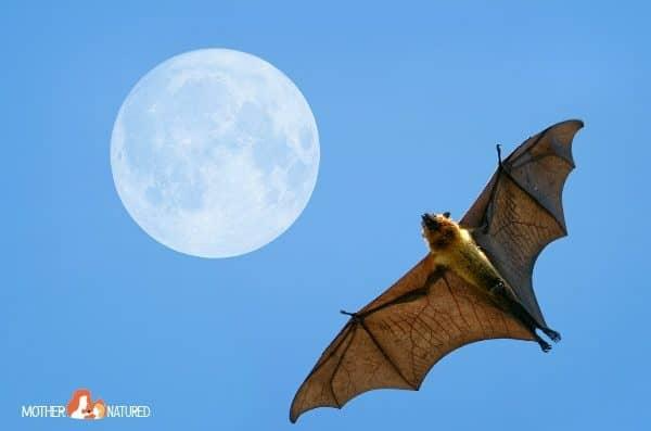 Observing Flying Foxes with Kids