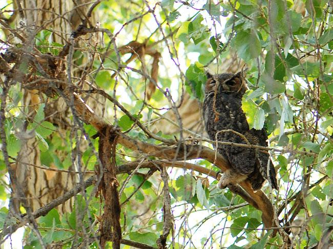 great horned owl