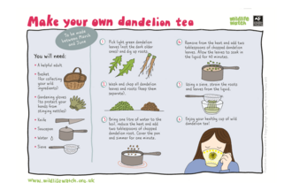 Dandelion tea
