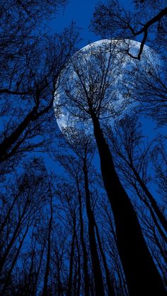 National Audubon Society