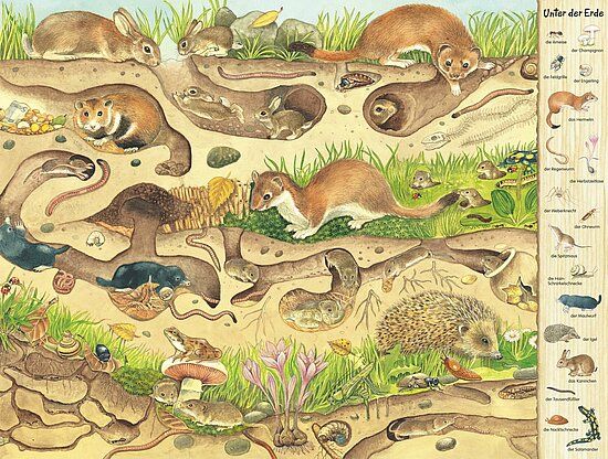 Fun and Silly Woodland Animal Movements for Kids