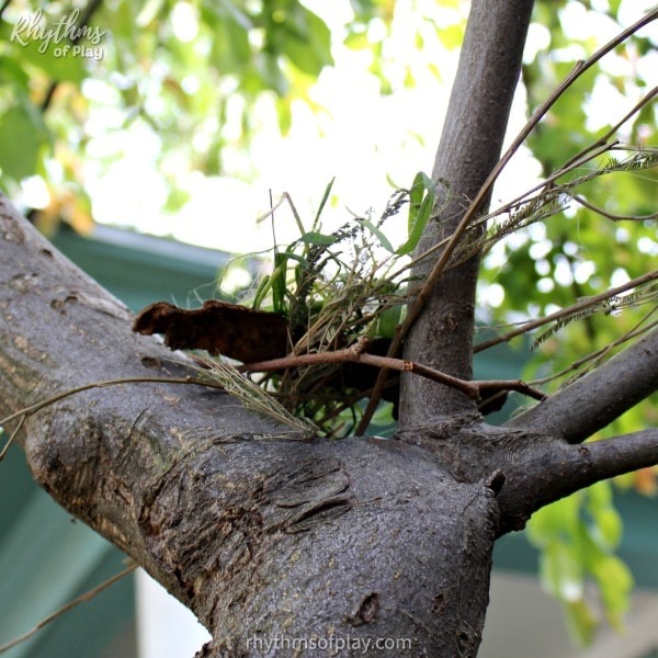 Birds nest made with natural materials by a child as a STEAM challenge