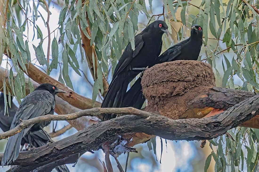 Three White-winged Chough birds that live in Australia around a mud nest they had constructed.  
Remonstrates mud nests. 