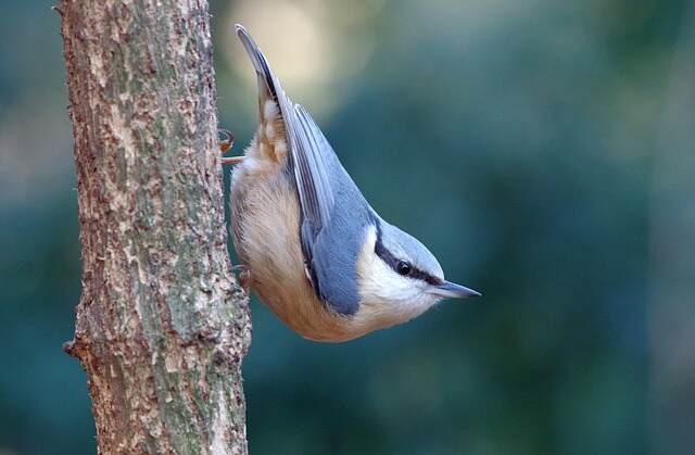 A Eurasian Nuthatch walking down a tree.