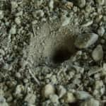 antlion trap