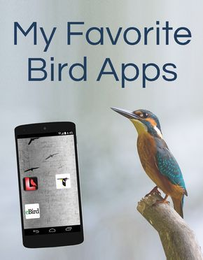 Birding for Kids - 19 Easy Ways to Get Kids into Birding