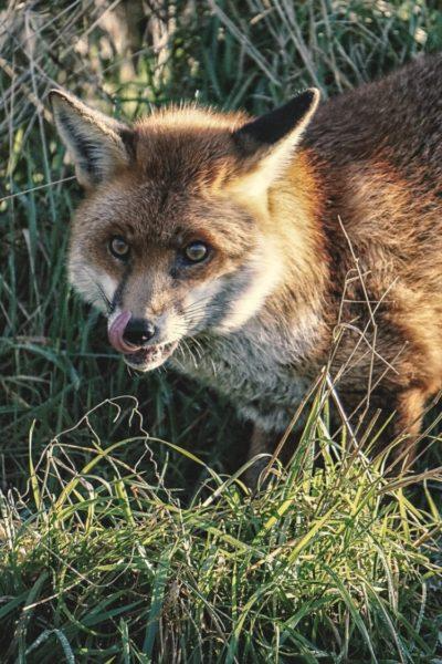 hungry fox licking mouth