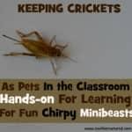 Crickets as Pets