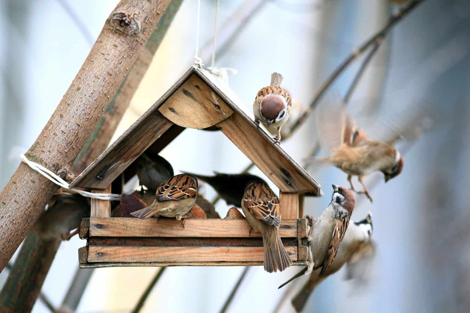 Birds on bird feeder