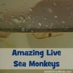 Have you kept Sea Monkeys as pets?