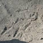 Bandicoot tracks