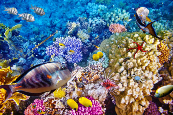 This mask may make you look like an alien, but makes snorkeling so much easier.