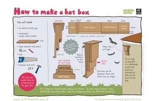 Build a bat box